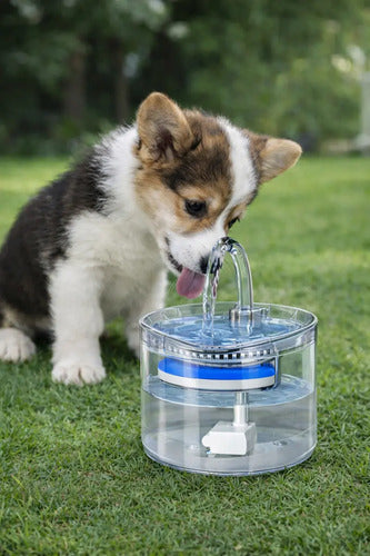 Fuente De Agua Dispensador Automática Para Perros Y Gatos Bebedero Agua Transparente